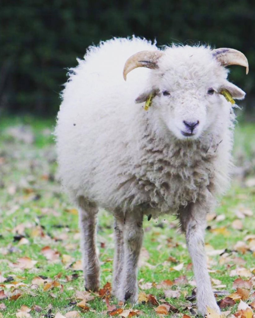 Mouton Ouessant camping du Pouldu