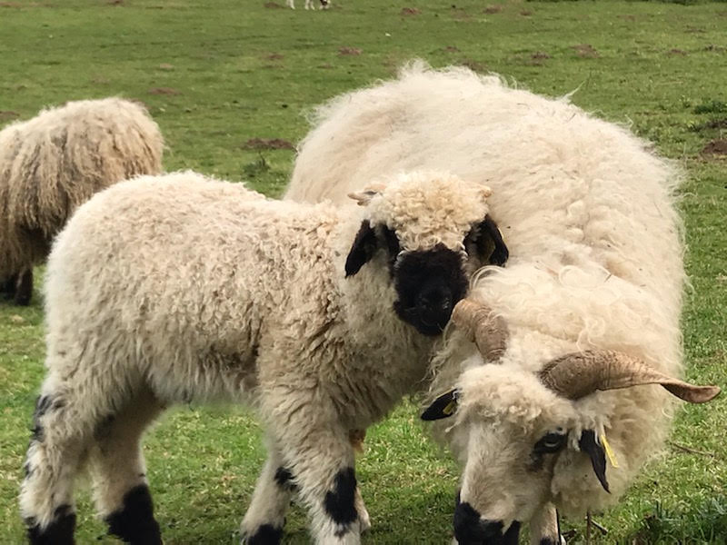 Mouton nez noir du valais