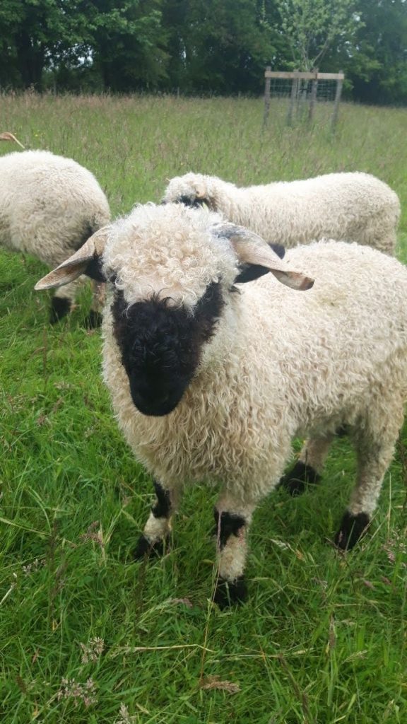 Mouton nez noir du valais