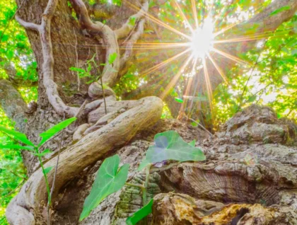 foretdomaniale e1769000995229