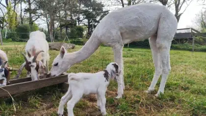 Sam l'alpaga blanc et les chèvres de la mini-ferme broutant dans une auge au cœur de l'ancien verger préservé du Camping du Pouldu en Bretagne. Sam l'alpaga blanc et les chèvres de la mini-ferme broutant dans une auge au cœur de l'ancien verger préservé du Camping du Pouldu en Bretagne.