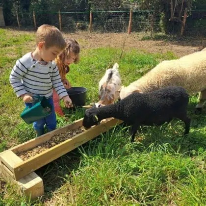enfants nourrissage mouton ouessant noir camping pouldu