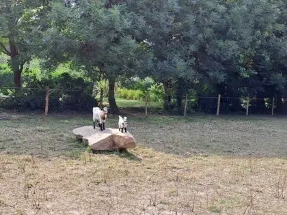 Deux mini-chèvres debout sur un grand rocher au milieu de l'enclos arboré de la mini-ferme, illustrant le calme de l'ancien verger.