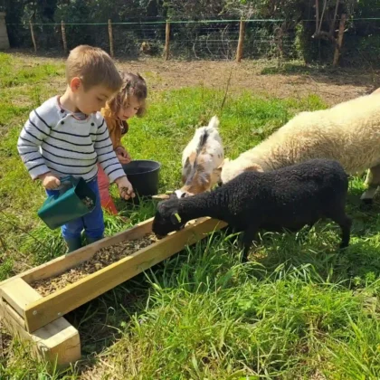 enfants nourrissage mouton ouessant noir camping pouldu